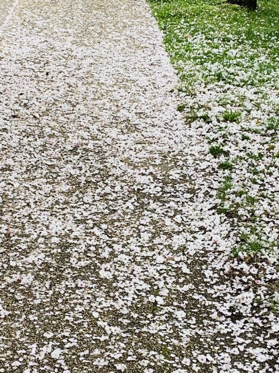 IMG_1337.jpg?type=w966