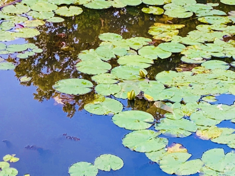 IMG_5541.jpg?type=w966