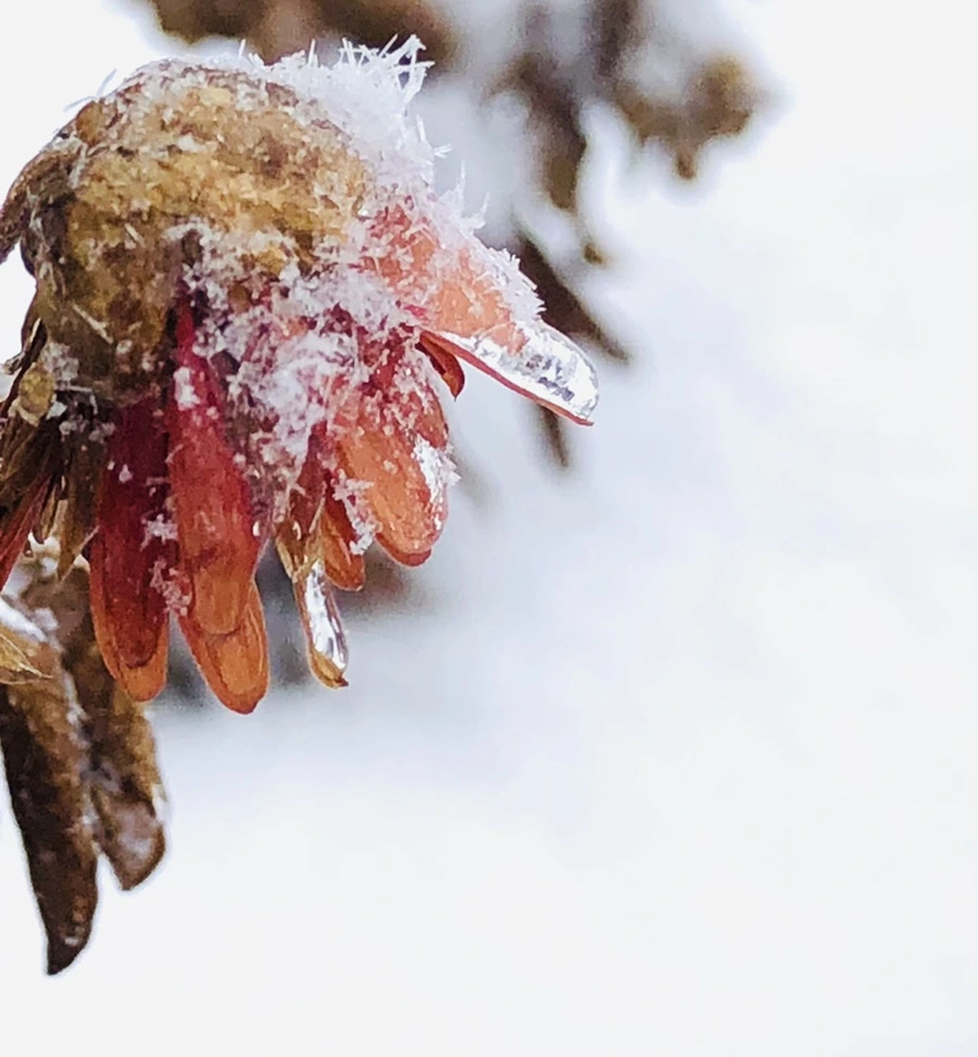 IMG_3445.jpg?type=w966