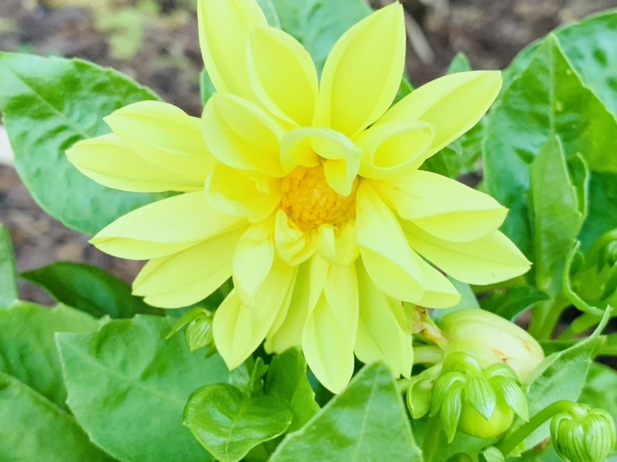 IMG_5238.jpg?type=w966