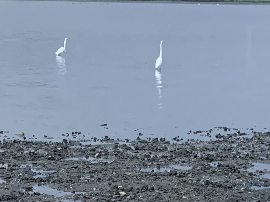 IMG_8162.jpg?type=w966