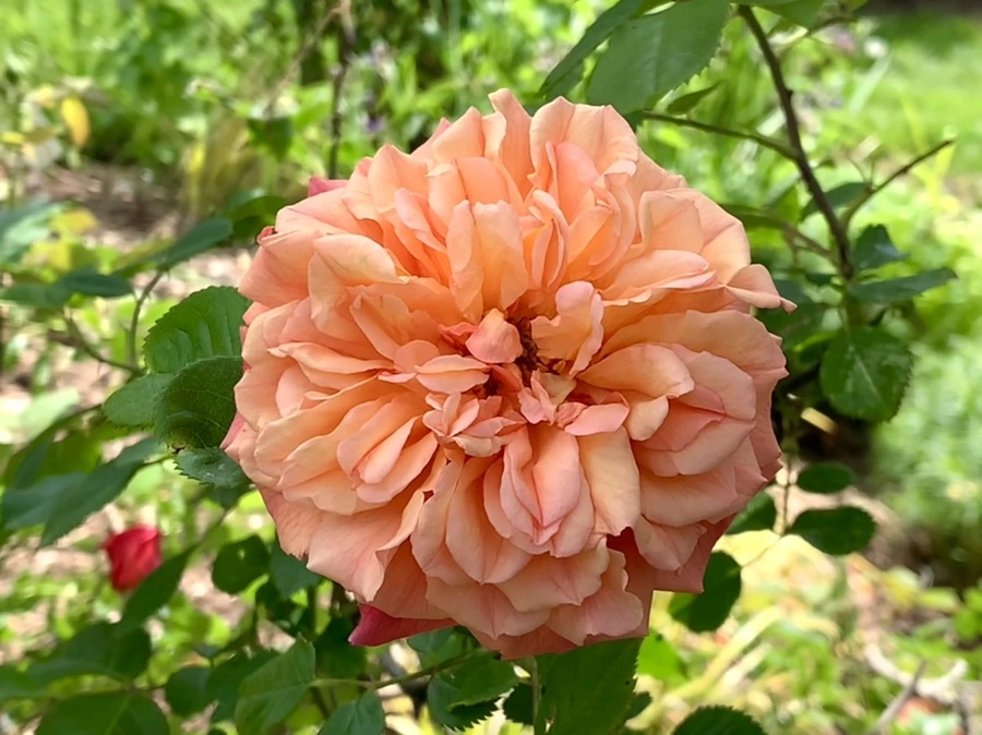 IMG_5794.jpg?type=w966