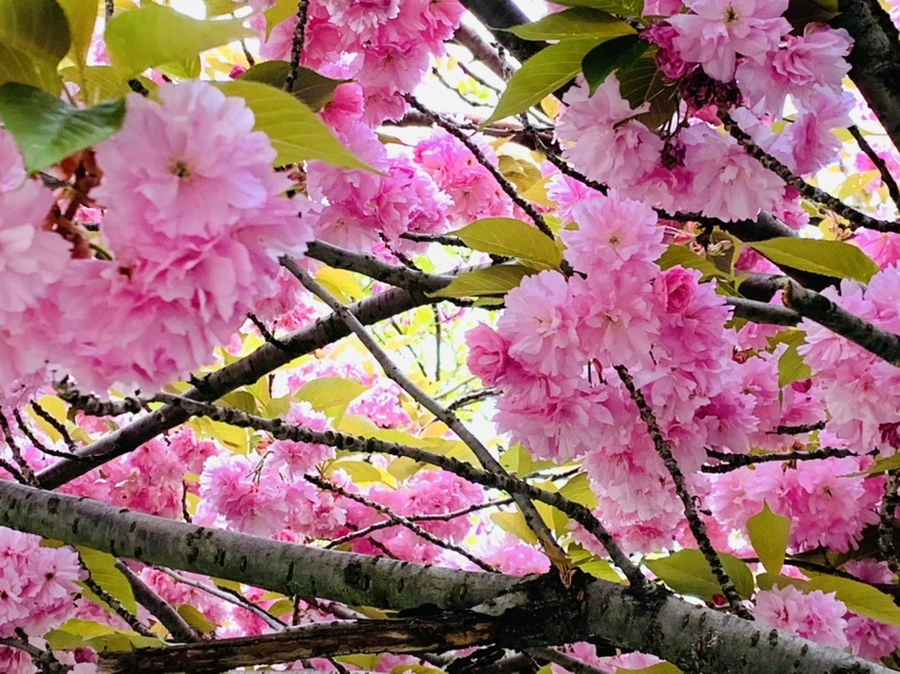 IMG_7353.jpg?type=w966