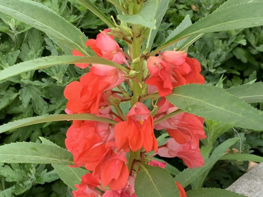 IMG_5865.jpg?type=w966