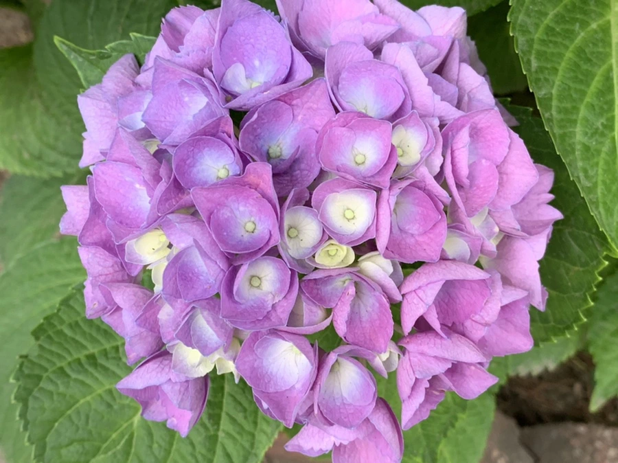 IMG_3545.jpg?type=w966