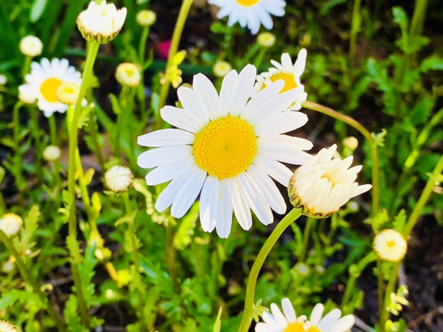 IMG_1986.jpg?type=w966