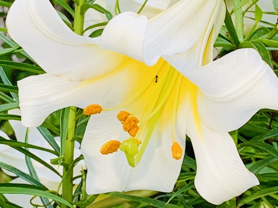 IMG_5662.jpg?type=w966