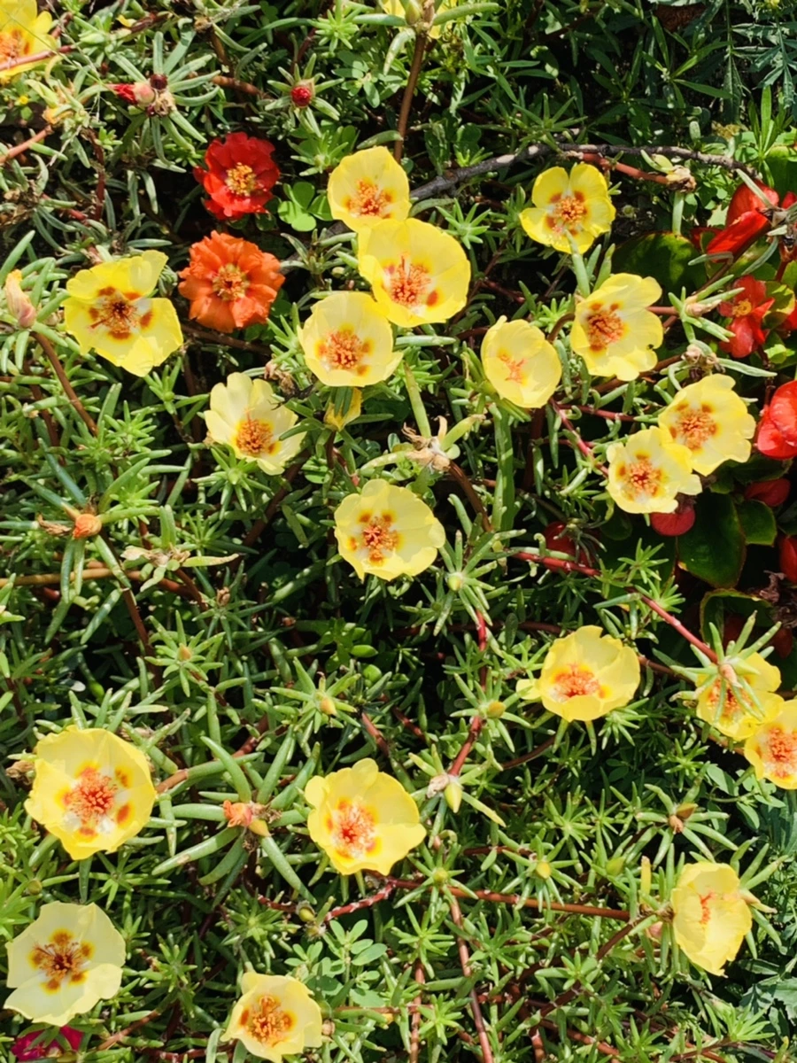 IMG_6661.jpg?type=w966