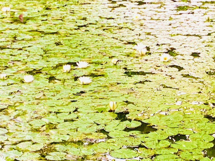 IMG_7788.jpg?type=w966