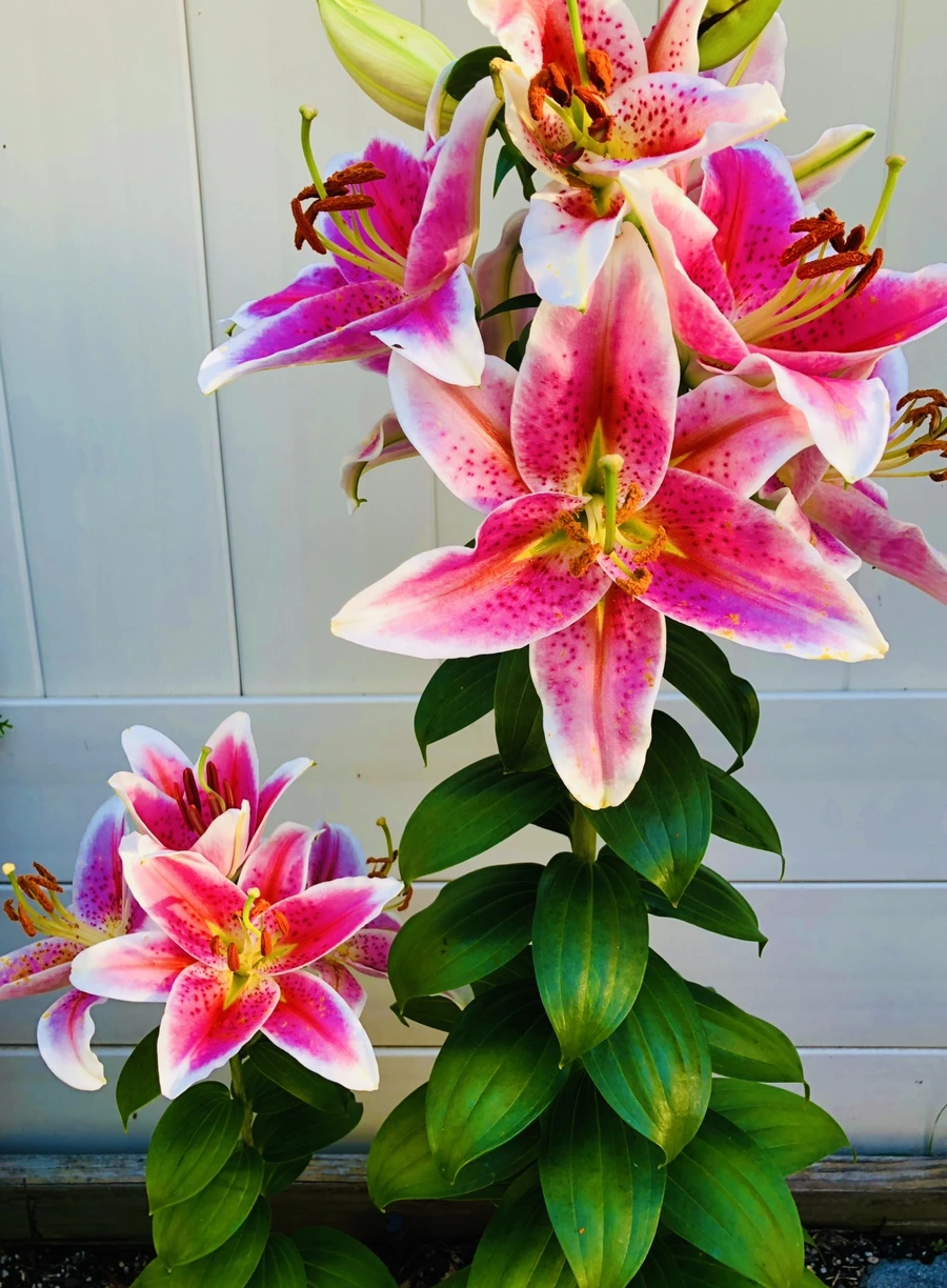 IMG_2521.jpg?type=w966