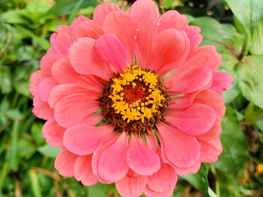 IMG_7006.jpg?type=w966