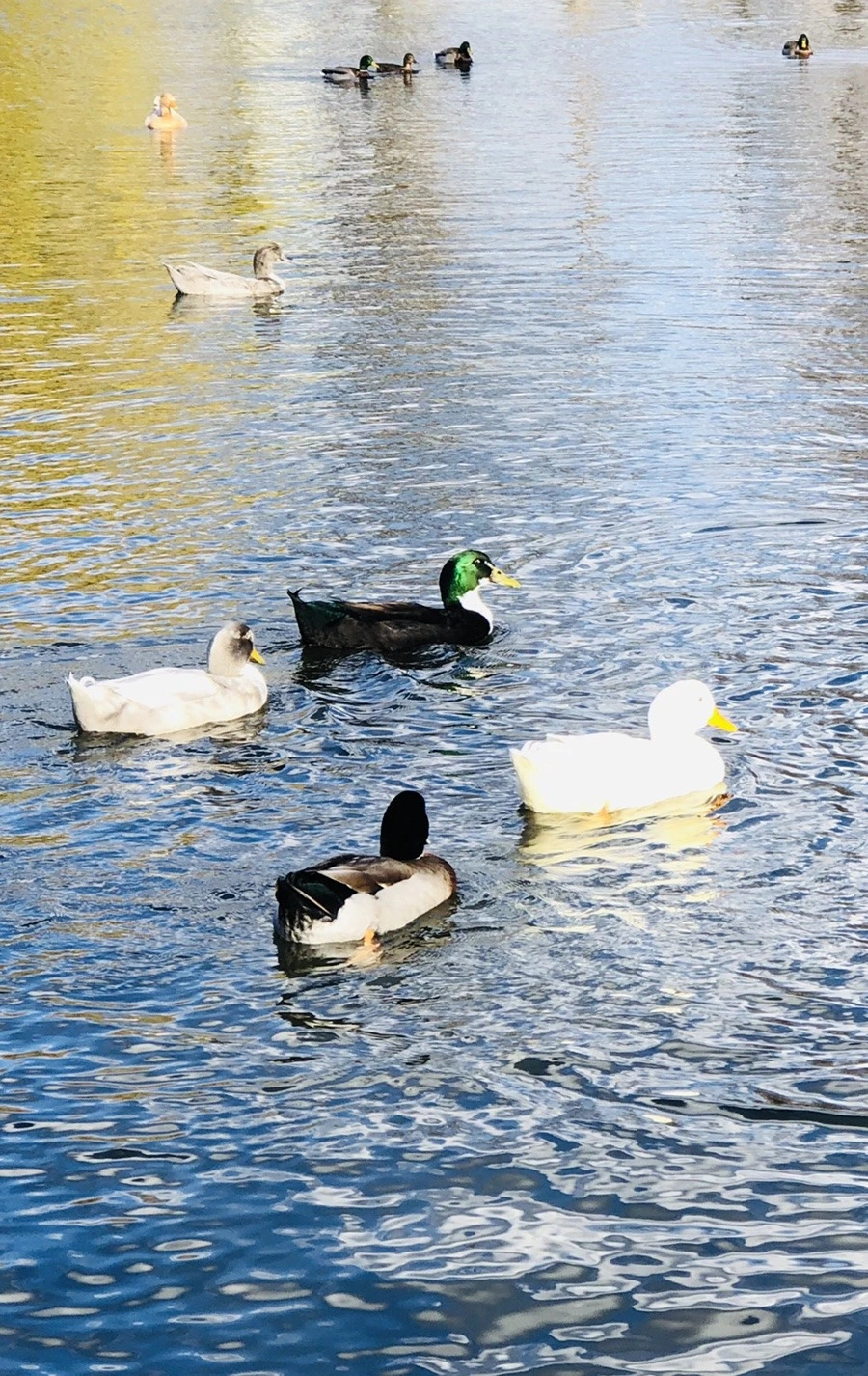 7XLvIhAJ4uWjwBII_oQFtBkrZi0