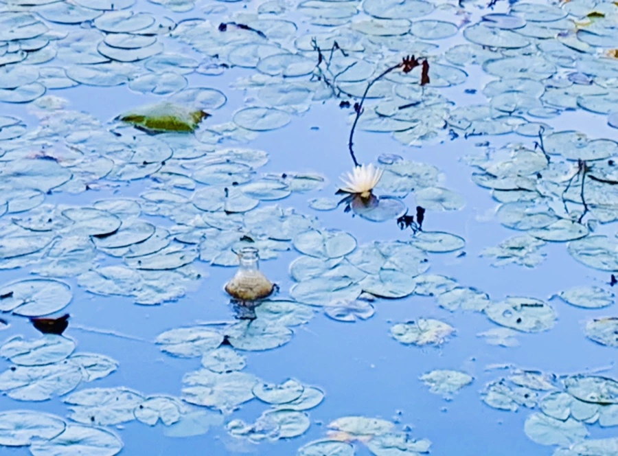 IMG_1019.jpg?type=w966