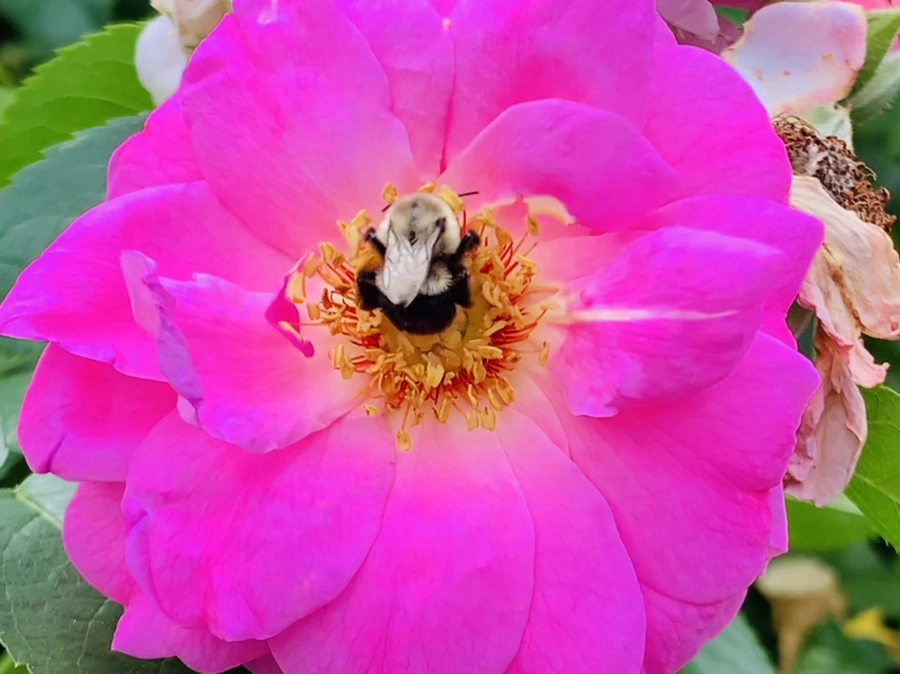 IMG_5023.jpg?type=w966