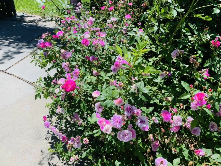 IMG_4130.jpg?type=w966