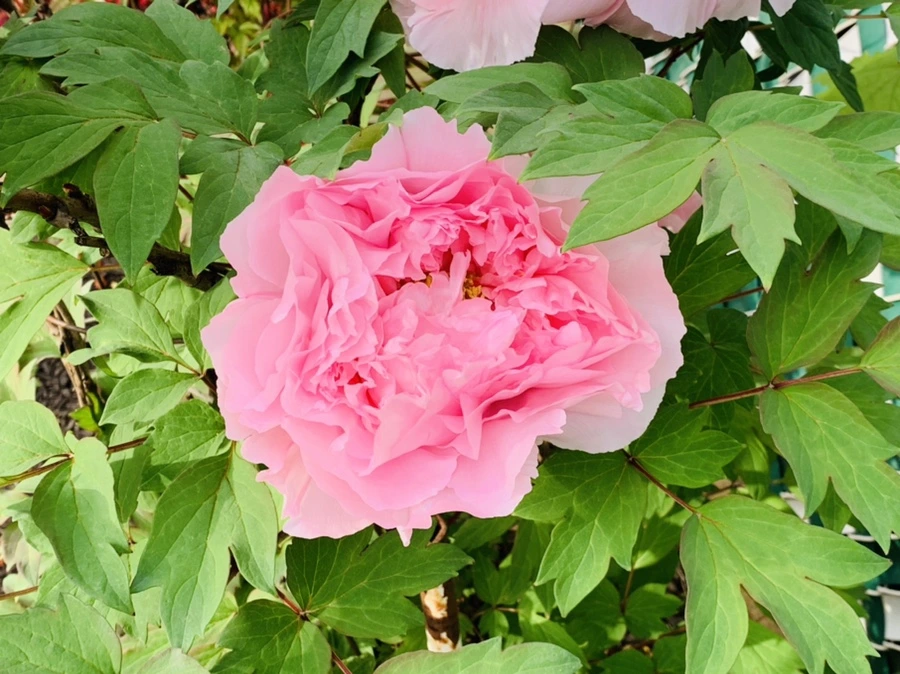 IMG_9098.jpg?type=w966