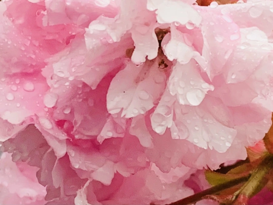 IMG_5276.jpg?type=w966