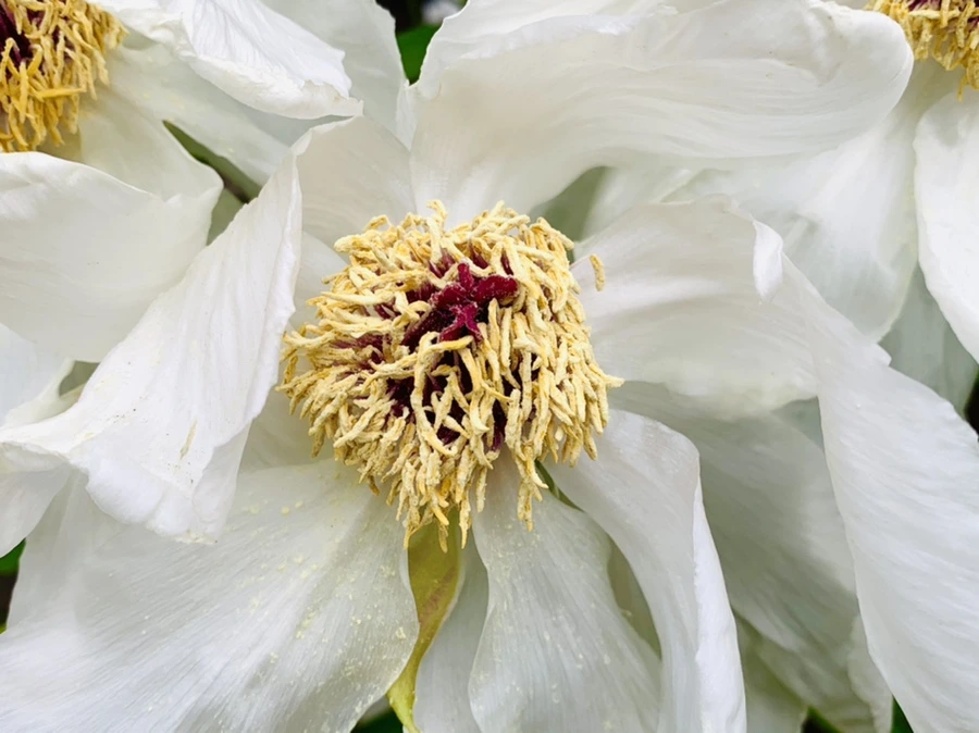 IMG_8953.jpg?type=w966