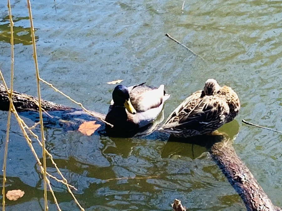 IMG_8848.jpg?type=w966