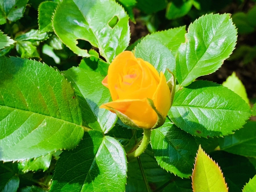 IMG_1213.jpg?type=w966