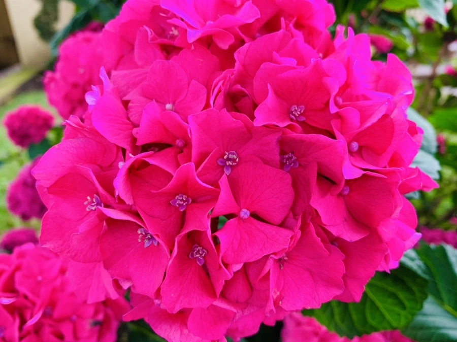 IMG_0302.jpg?type=w966