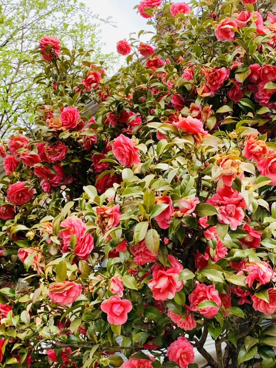 IMG_7774.jpg?type=w966