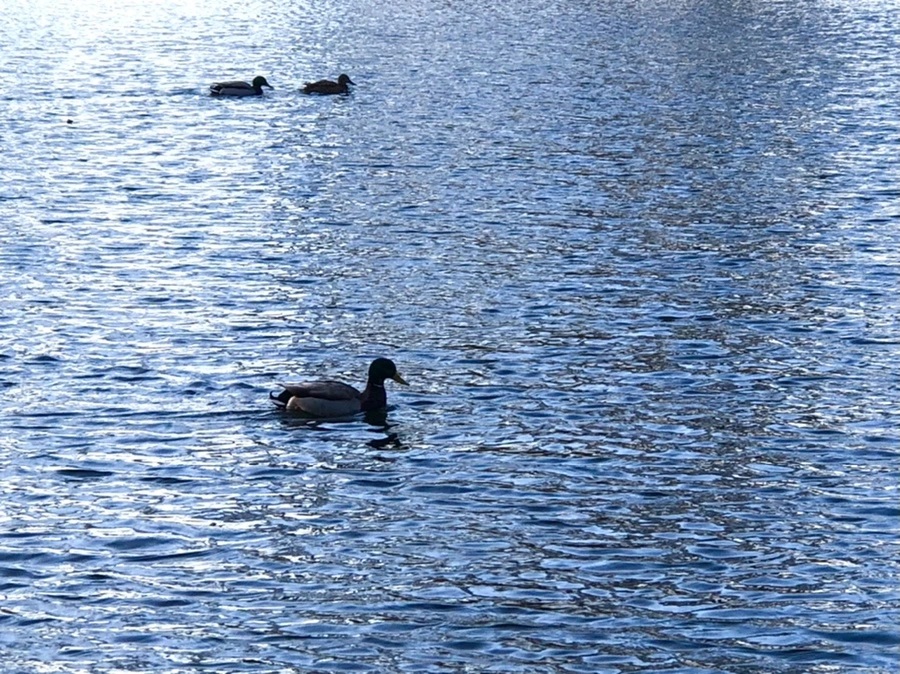 IMG_4273.jpg?type=w966