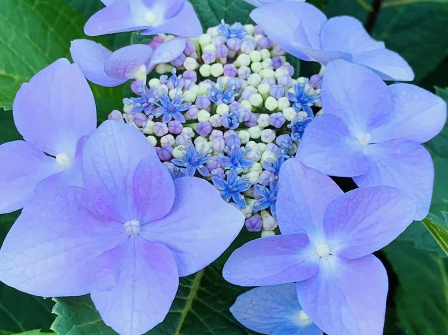 IMG_6316.jpg?type=w966