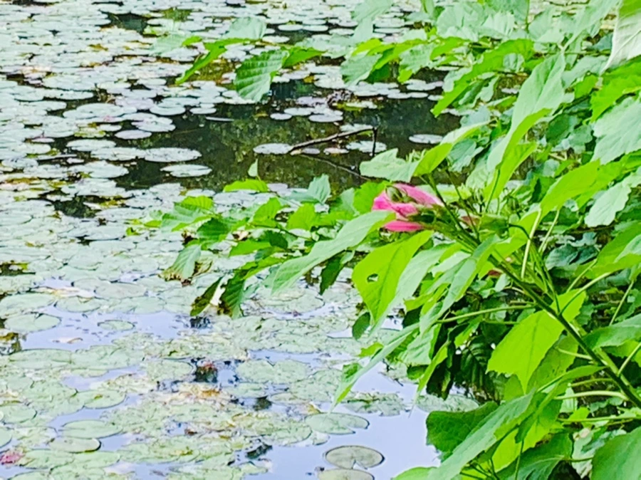 IMG_5231.jpg?type=w966