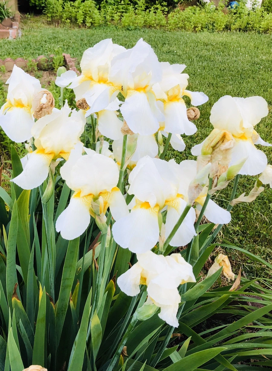 IMG_7627.jpg?type=w966