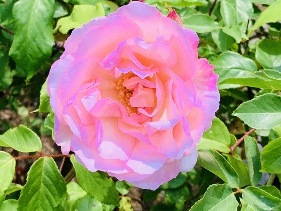 IMG_4220.jpg?type=w966