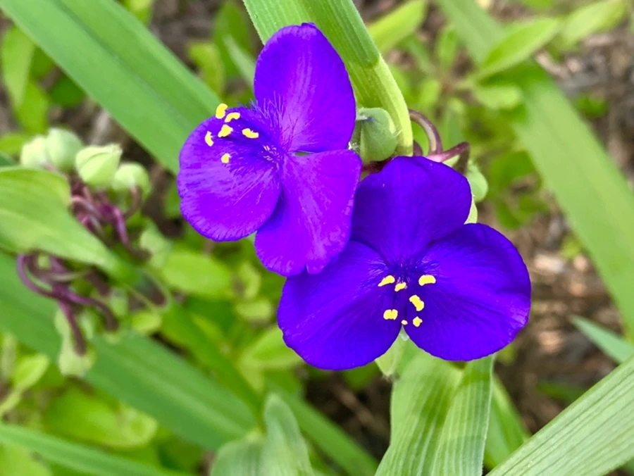 IMG_4075.jpg?type=w966