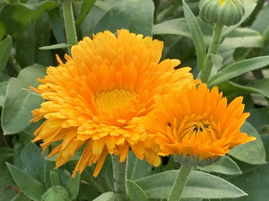 IMG_2950.jpg?type=w966