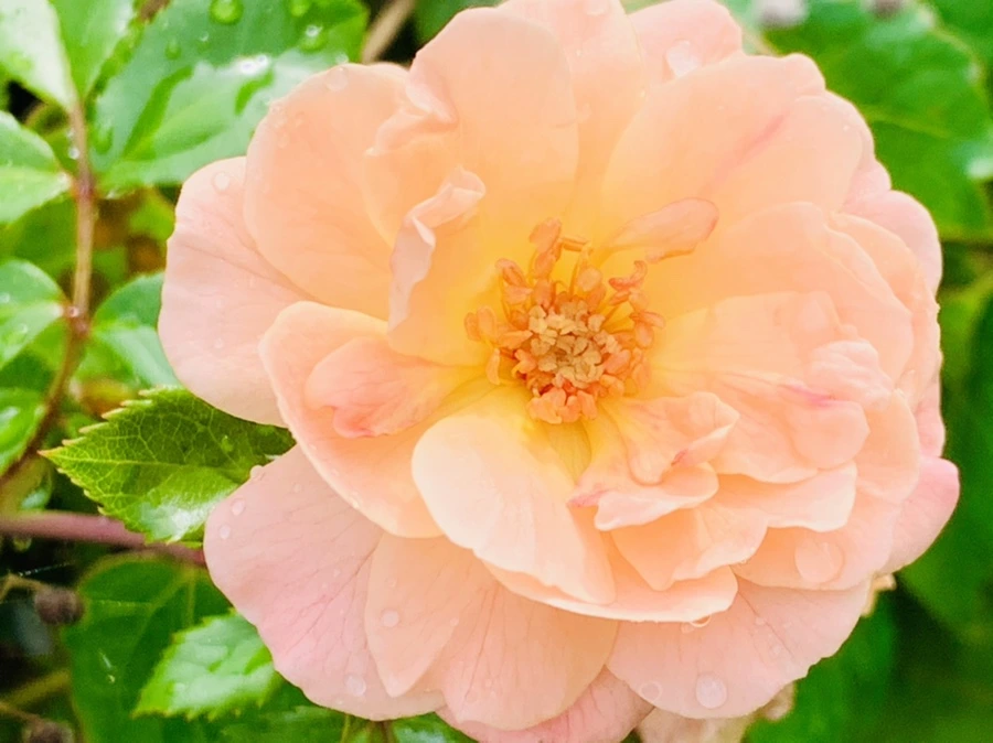 IMG_4511.jpg?type=w966