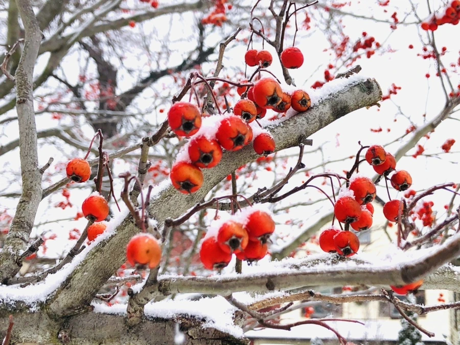 IMG_3483.jpg?type=w966