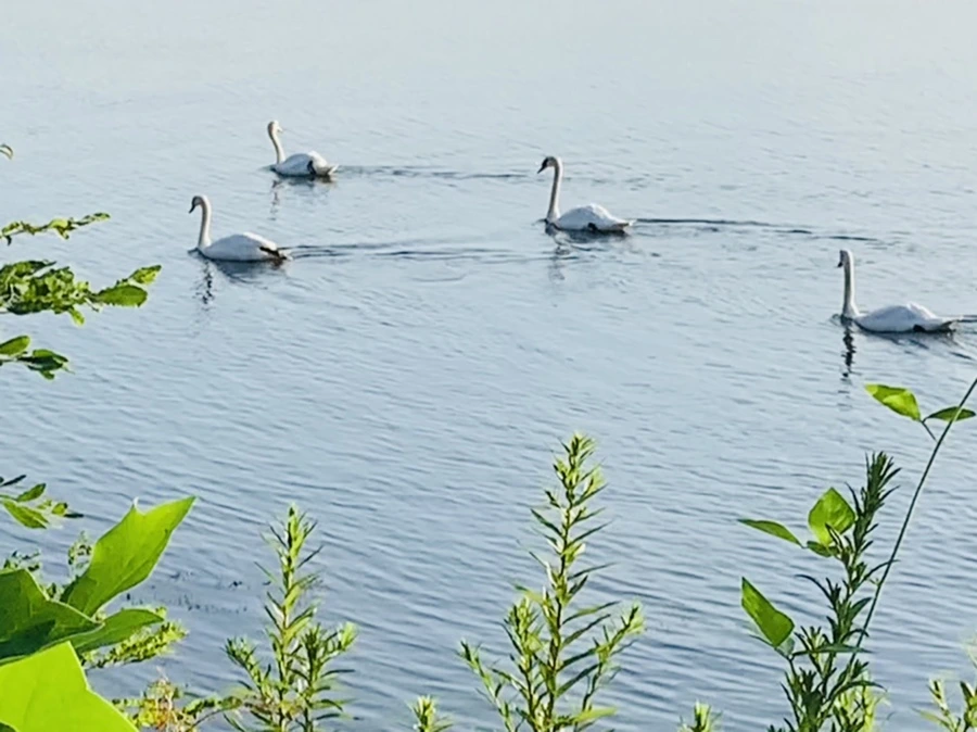 IMG_1524.jpg?type=w966