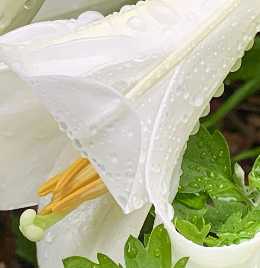 IMG_0126.jpg?type=w966