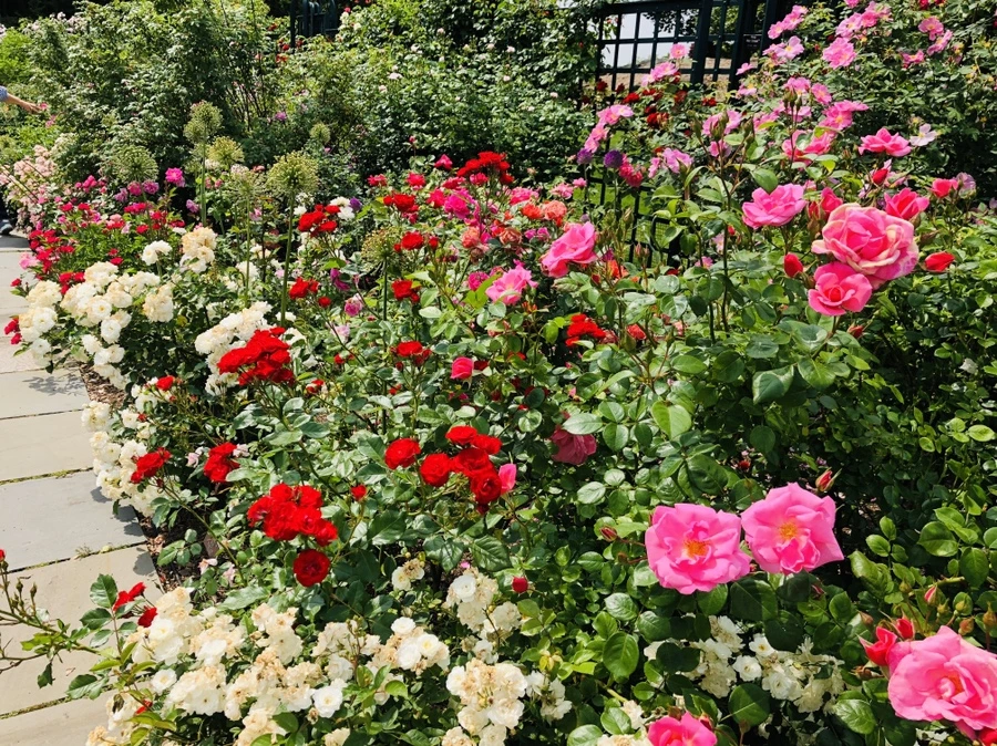 IMG_5669.jpg?type=w966