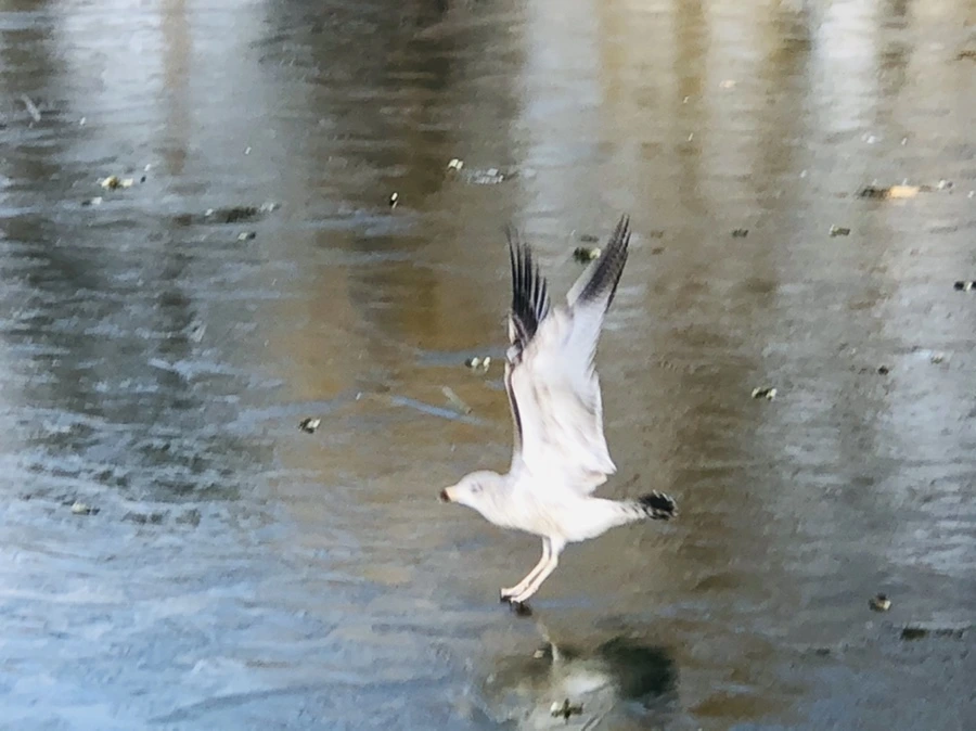 IMG_4697.jpg?type=w966