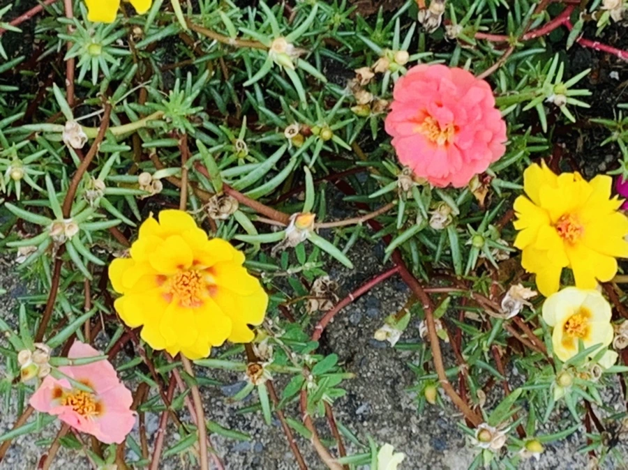 IMG_5924.jpg?type=w966