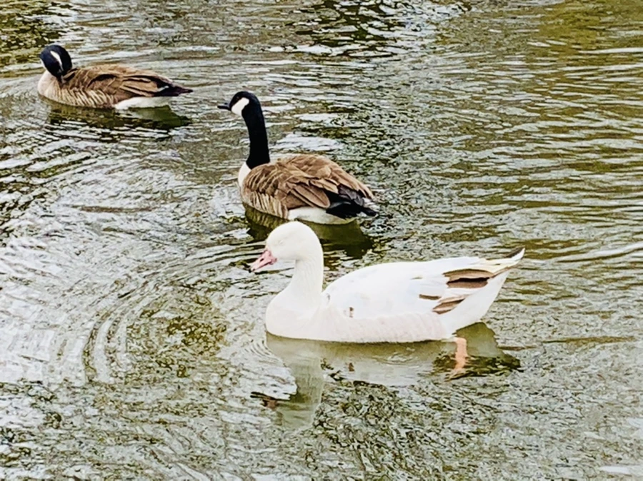 IMG_1655.jpg?type=w966