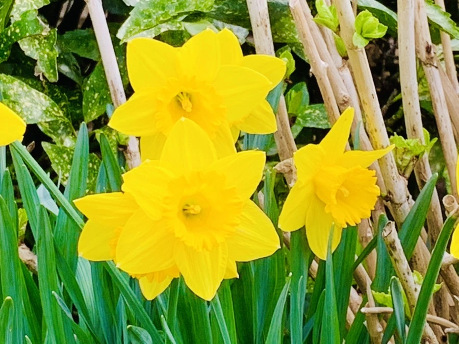 IMG_5889.jpg?type=w966