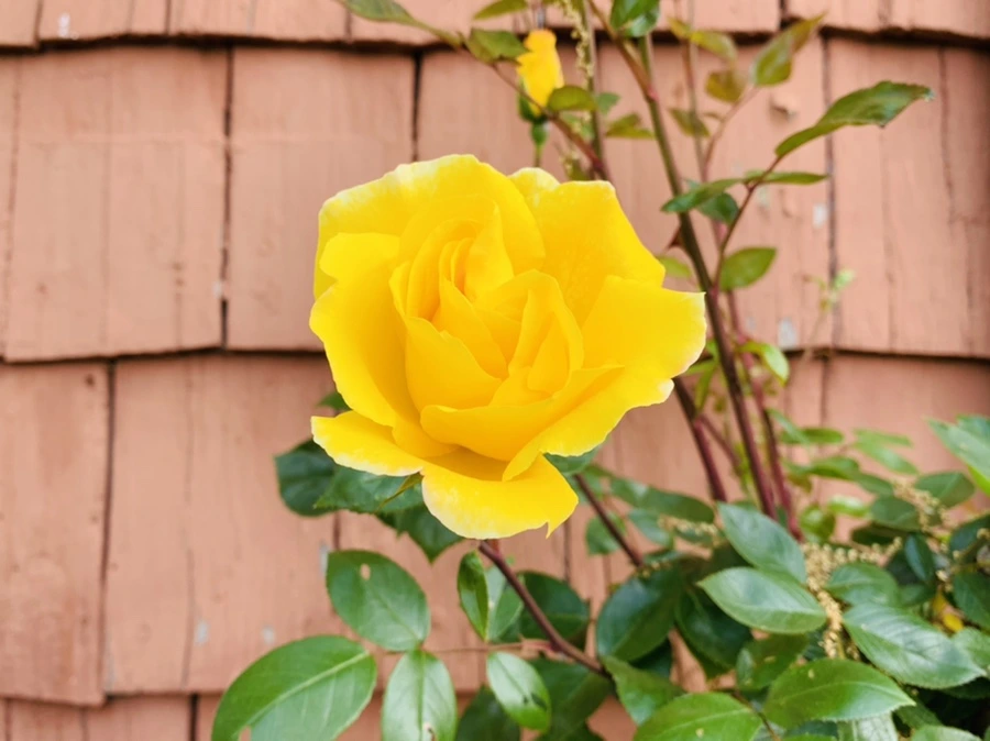 IMG_3403.jpg?type=w966