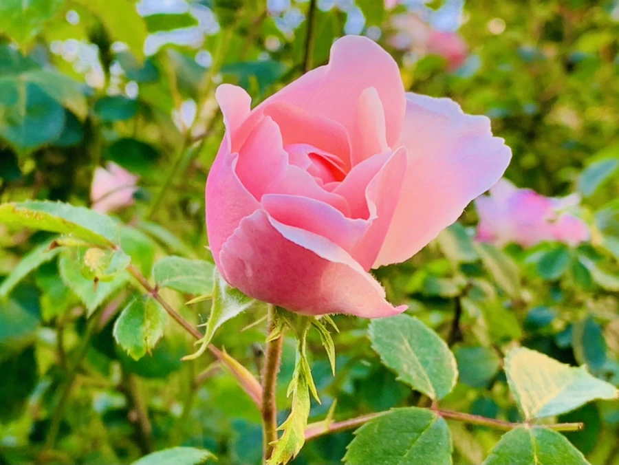 IMG_3571.jpg?type=w966