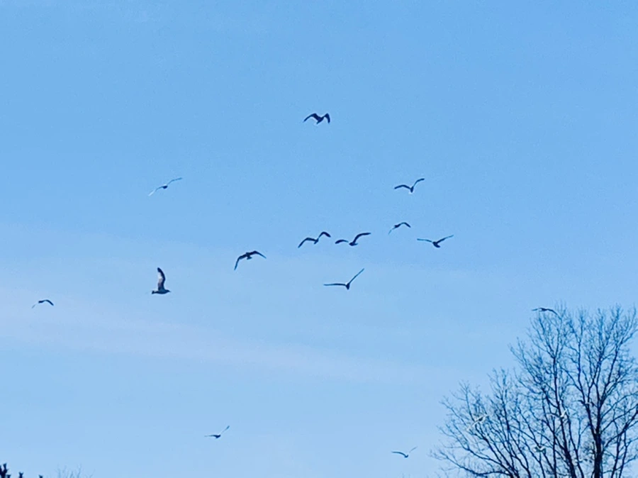 IMG_9405.jpg?type=w966