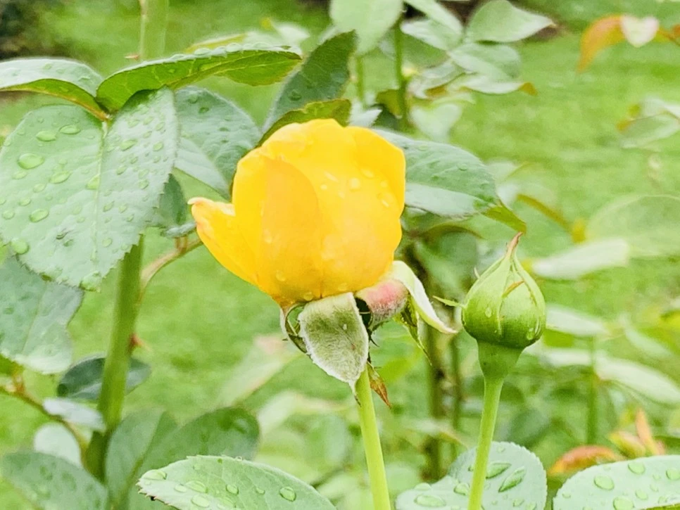 IMG_0962.jpg?type=w966