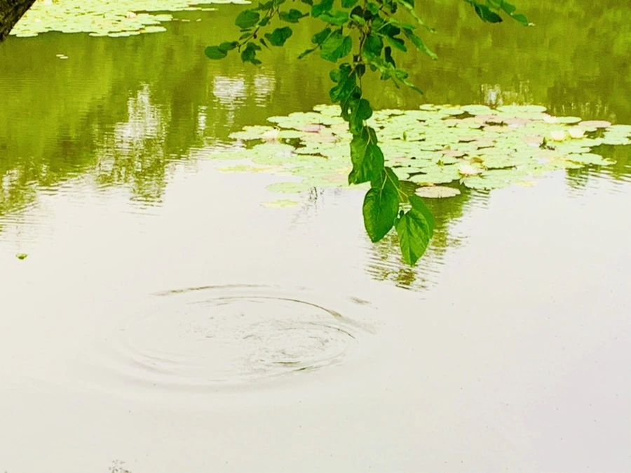 IMG_4656.jpg?type=w966