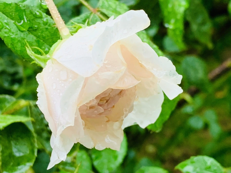 IMG_0206.jpg?type=w966