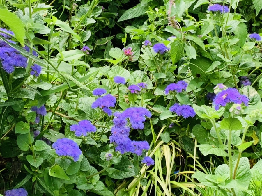 IMG_4942.jpg?type=w966