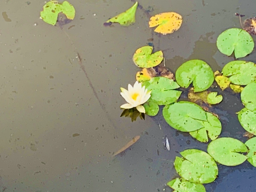 IMG_7865.jpg?type=w966